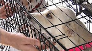 Maybe you would like to learn more about one of these? Pet Rescue Groups Showcased At Tulsa Promenade Mall