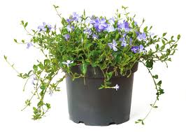 Vinca minor, or periwinkle, is a ground creeping vine. Pin On Flowers
