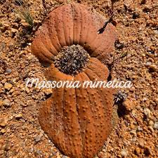 Image result for Momordica corymbifera