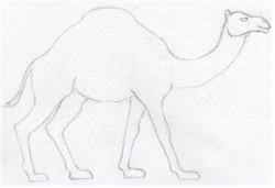 Sketch lightly at first so that it's easy to erase if you make a mistake. How To Draw A Camel Simple Quick In Color Pencil