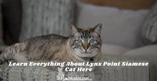 These kitties come in beautiful colors! Learn Everything About Lynx Point Siamese Cat Here Herekitt Com