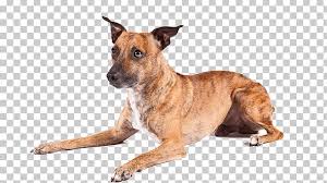 In america, it was first recognised as the jack russell terrier in 1997. Dog Breed American Hairless Terrier Skye Terrier Rottweiler Jack Russell Terrier Png Clipart American American Dog