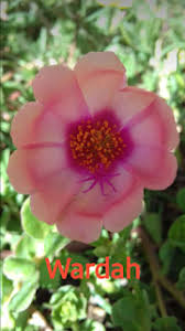 Itulah bunga krokot (moss rose), tanaman yang penuh estetika. Gambar Taman Bunga Krokot Ideku Unik