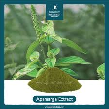 Image result for Achyranthes