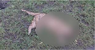Yuzlerce Kediyi Olduren Seri Katil Kedi Sahiplerini Korkutmaya Devam Ediyor