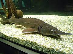Même si 54 % des français n'ont jamais dégusté ces perles d'or noir, il est devenu plus facile de s'en offrir sans casser son pel. Caviar Wikipedia