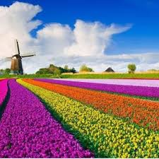 Dutch Spring Bulbs Have Arrived This Week 100 S Of Varieties To Choose From Plant Now To Create A Rainbow Field Wallpaper Tulip Fields Tulip Fields Netherlands