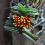 Image result for Calyptrochilum