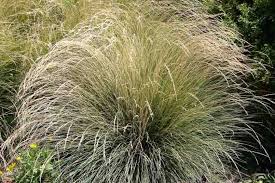 Image result for Festuca
