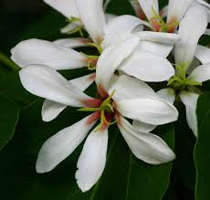 Image result for Vernicia