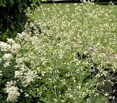 Image result for Cribbia