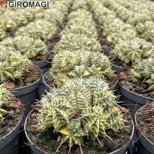 Image result for Euphorbia halipedicola