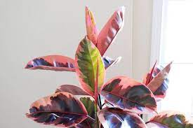 How To Care For And Grow Your Pink Rubber Tree La Residence Plant Care Tips And More Rubber Tree Plant Money Tree Plant Trees To Plant