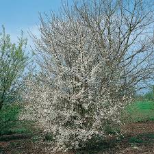 Prunus Spinosa Schlehe Schwarzdorn Gartnerei Schwitter Ag Gartnerei Rosengewachse Gewachs