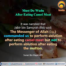 Camels have long been domesticated and, as livestock, they provide food (milk and meat) and textiles (fiber and felt from hair). Huda Tv Facebook