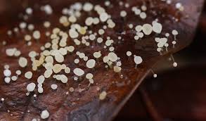 Image result for Pycreus gracillimus