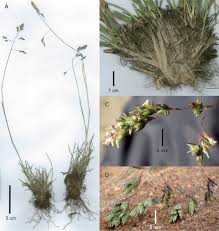 Image result for Poa schimperiana