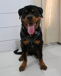 13 7 2019 S Lex Rotweiler Rottie Rotty Rottweilerworld Rottweilers Of Instagram Rott Rottweilerpuppies Rot Rottweiler Dog Rottweiler Puppies Rotweiler