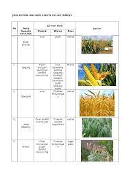 Apa itu serealia, umbi, dan olahan pangan setengah jadi sebagai berikut. Jenis Serealia Dan Umbi Beserta Ciri