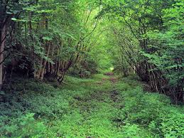 From sharing hd quality videos to free green screen backgrounds and amazingly cool video footages, videezy is a platform with numerous free stock video clips, backgrounds and more. 74 Free Screen Backgrounds On Wallpapersafari