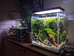 Finally A New Home For My Betta Bettafish In 2020 Planted Betta Tank Betta Betta Tank