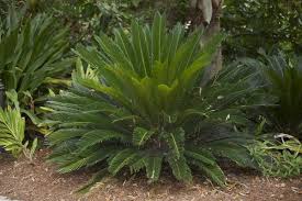 Check spelling or type a new query. How To Dig Up A Sago Palm Small Palm Trees Sago Palm Palm Trees Landscaping