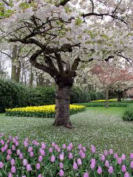 1.100 qm große garten des ehepaar hess in bergen ist zweifellos eine augenweide. Holland Tulpen Design Im Keukenhof Vonreisenundgaerten