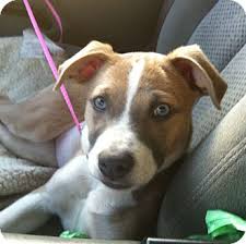 1:28 doggies training 2 301 просмотр. Sacramento Ca Australian Cattle Dog Meet Maci Accepting Adoption Apps A Pet For Adoption