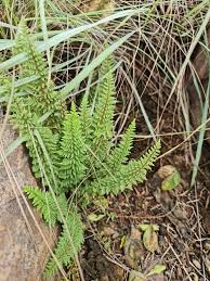 Image result for Cheilanthes hirta