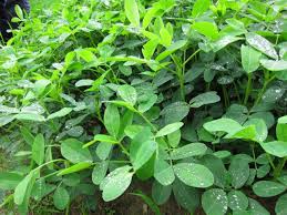 Image result for Arachis hypogaea