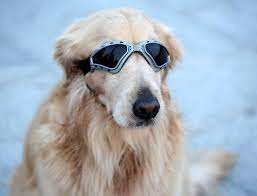 Robot Check Dog Goggles Dog Sunglasses Small Dog Clothes