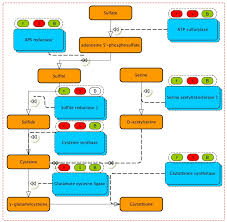 Not enough is known about oral supplements to make such a recommendation, though various topical doses have been used in. Transcriptome And Phytochemical Analyses Provide Insights Into The Organic Sulfur Pathway In Allium Hirtifolium Scientific Reports