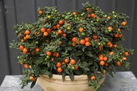 Visualizza altre idee su frutti tropicali, frutta, tropicale. Solanum Da Bacca Come Coltivarlo Passione In Verde