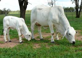 Bulls will generally weigh from 1600 to 2200 pounds and cows from 1000 to 1400 pounds in average condition. Brahman Cattle International Series
