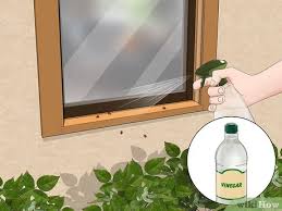Check spelling or type a new query. 3 Ways To Get Rid Of Ladybugs Wikihow