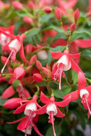 10 Nectar Rich Plants To Put In Your Garden For Pollinators Fuchsia Plant Fuchsia Flowers Plants