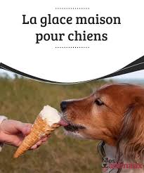 La Glace Maison Pour Chiens My Animals Maison Pour Chien Chien Chien Bricolage