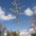 Image result for Sporobolus coromandelianus