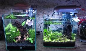 Please Post Pics Of Your Bettas Home Here Page 575 Cool Fish Tanks Aquascape Aquarium Fish Tank