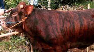 Katak lembu segar yang kami jual adalah katak lembu segar yang sudah dalam keadaan beku dan sudah dijual/afkir bisa diambil hiphofisanya untuk proses pemijahan selanjutnya. Dijual Untuk Kurban Bobot Sapi Bercorak Loreng Ini Capai 600 Kg Tribunnews Bogor