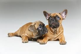 You could have six or seven and i've also seen people with litters upwards of 10 but this is extremely rare. French Bulldog Price Guide Everything You Should Know Happy French Bulldog
