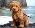 Small Breed Designer Dogs, Hybrids and Crossbred Dogs: A Guide