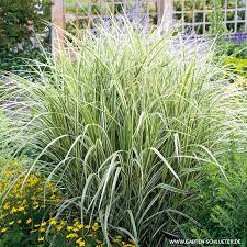 Lebensbereich feuchte freifläche / feuchtwiese. Weissgestreiftes Chinaschilf Variegatus Miscanthus Sinensis Variegatus Graser Garten Schluter