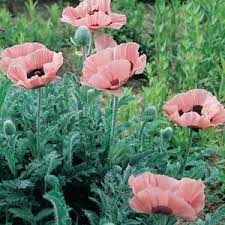 Papaver Queen Alexandra Papaver Garden Express Deer Resistant Plants
