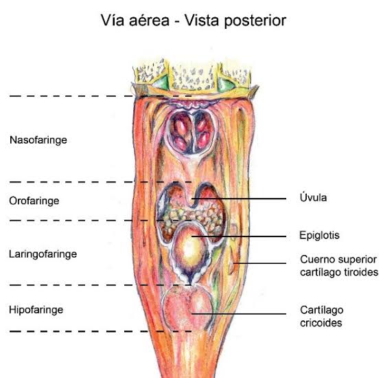 Resultado de imagen para anatomia de la via aérea"