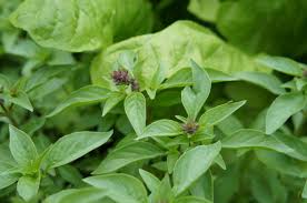 Sasklavi Basil — Farmacie Isolde