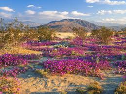 Live the desert lifestyle with this fabulous, rare. The 10 Best Places To See Wildflowers In The Us 2020 Jetsetter
