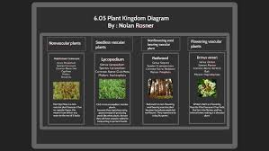 Explain the beneficial roles of seedless vascular plants. 6 05 Plant Kingdom Diagram Wvs Biology By Nolan Rosner