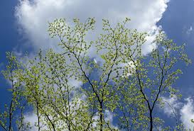 Image result for Terminalia neotaliala