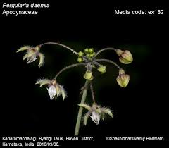 Image result for Pergularia daemia